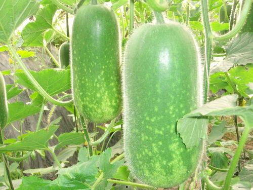 网红吃瓜打包图片大全视频